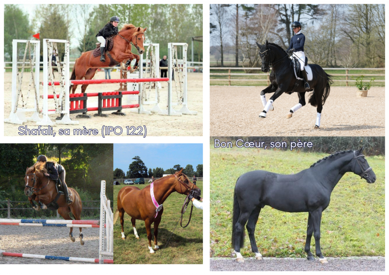 Puledro PFS Pony Francese da Sella In vendita 2024 Sauro ,  Bon Cœur