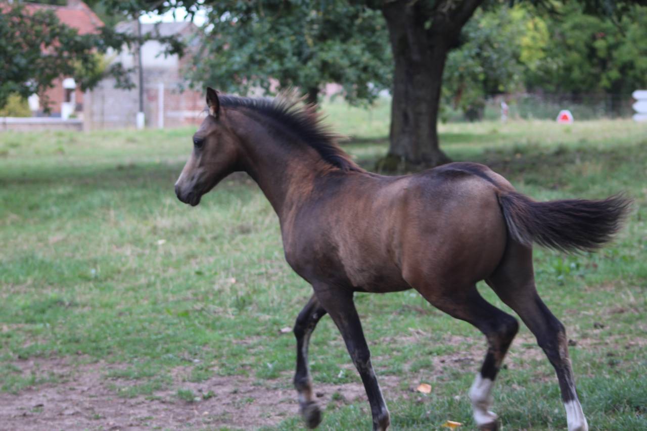 Puledro PFS Pony Francese da Sella In vendita 2025 Isabella ,  Dream in Cream