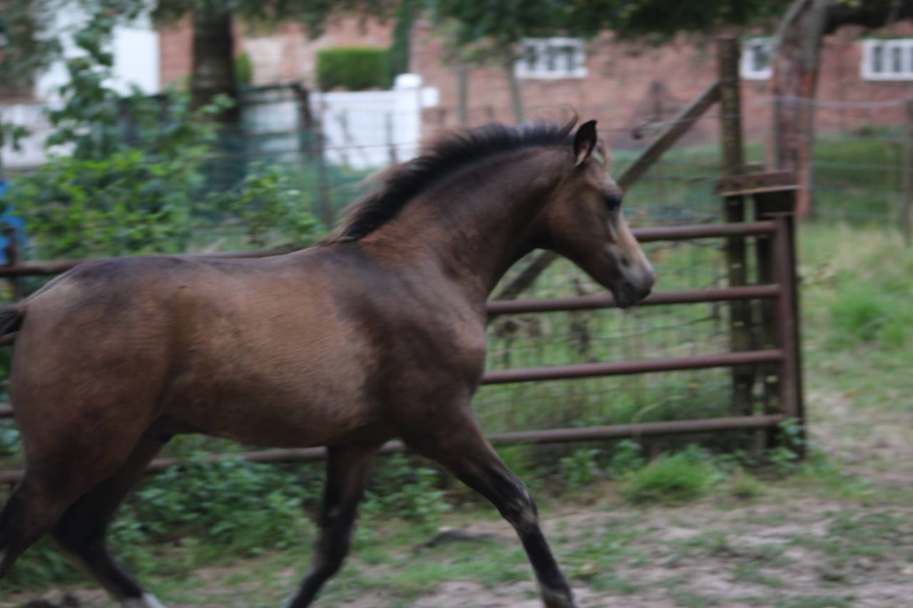 Puledro PFS Pony Francese da Sella In vendita 2025 Isabella ,  Dream in Cream