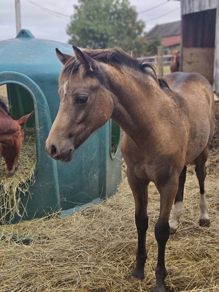 Puledro PFS Pony Francese da Sella In vendita 2025 Isabella ,  Dream in Cream