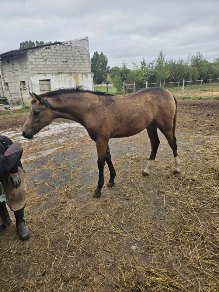 Puledro PFS Pony Francese da Sella In vendita 2025 Isabella ,  Dream in Cream