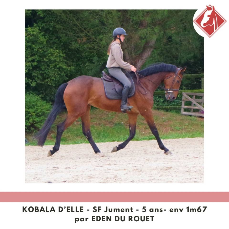 Cavalla Sella Francese In vendita 2020 Baio ,  Eden du Rouet