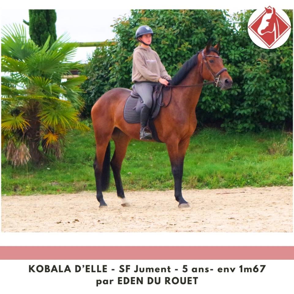 Cavalla Sella Francese In vendita 2020 Baio ,  Eden du Rouet