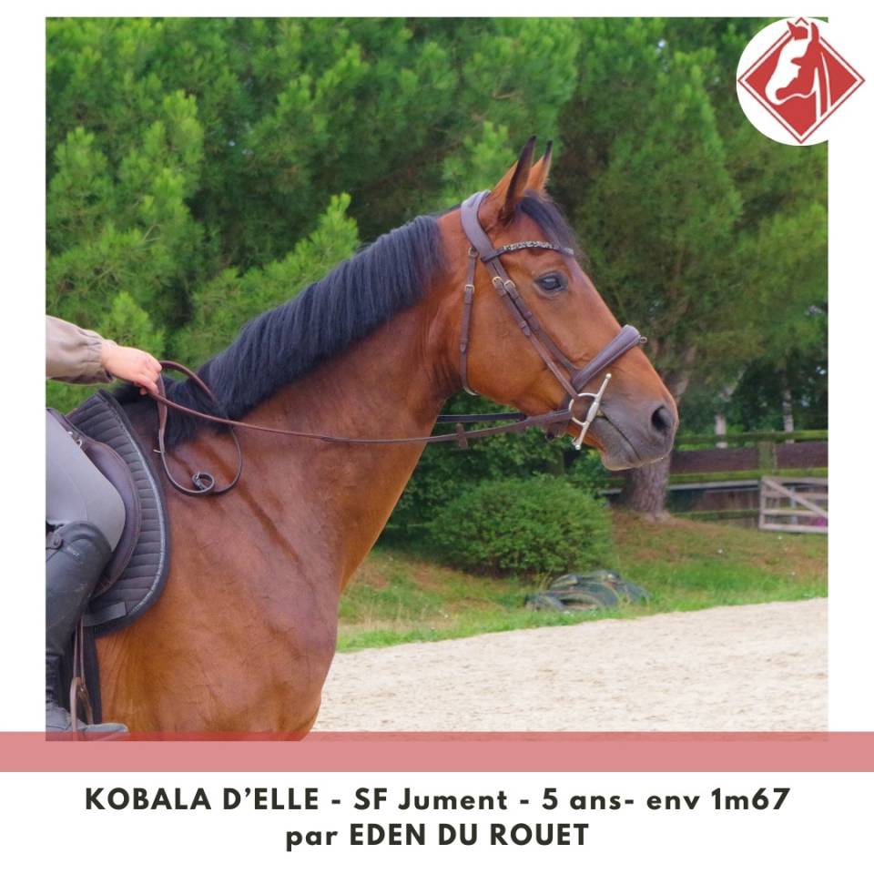 Cavalla Sella Francese In vendita 2020 Baio ,  Eden du Rouet