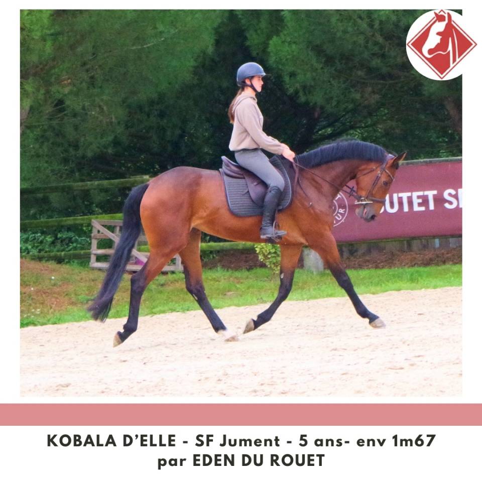 Cavalla Sella Francese In vendita 2020 Baio ,  Eden du Rouet