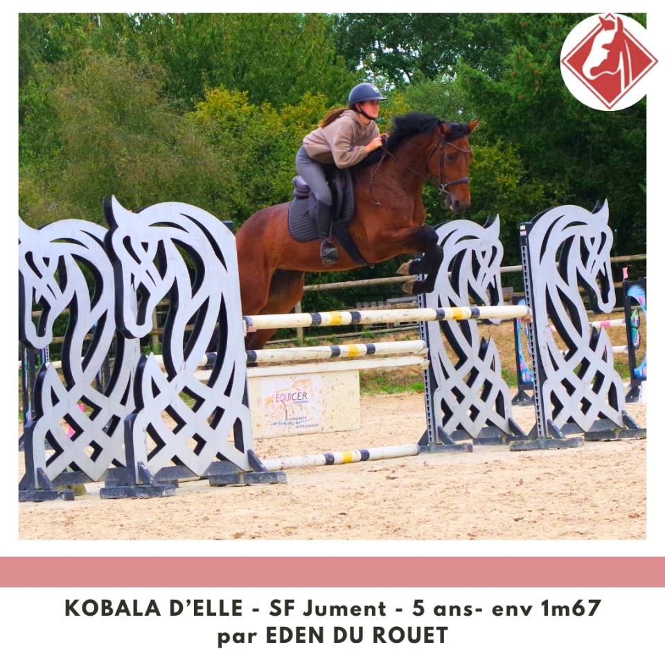 Cavalla Sella Francese In vendita 2020 Baio ,  Eden du Rouet