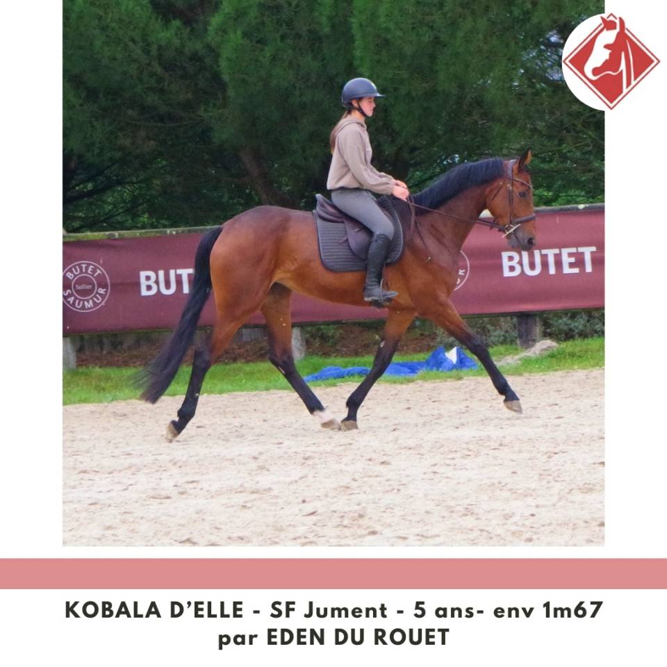 Cavalla Sella Francese In vendita 2020 Baio ,  Eden du Rouet