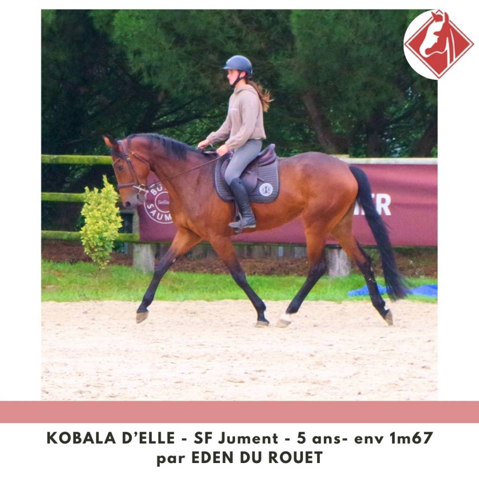 Cavalla Sella Francese In vendita 2020 Baio ,  Eden du Rouet