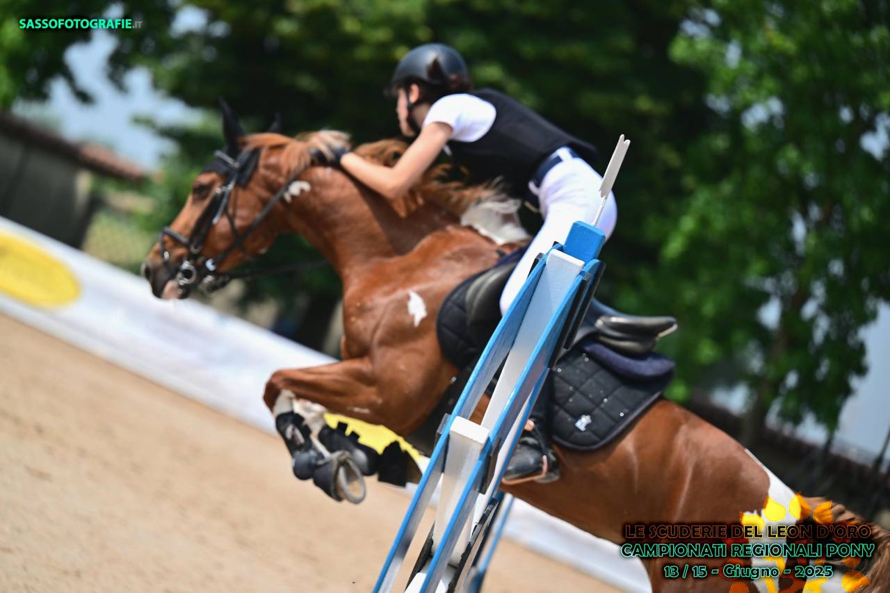 Vendita pony sportiva del 2017