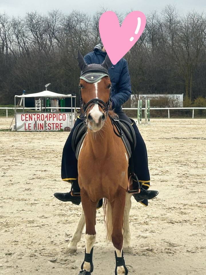 Vendita pony sportiva del 2017