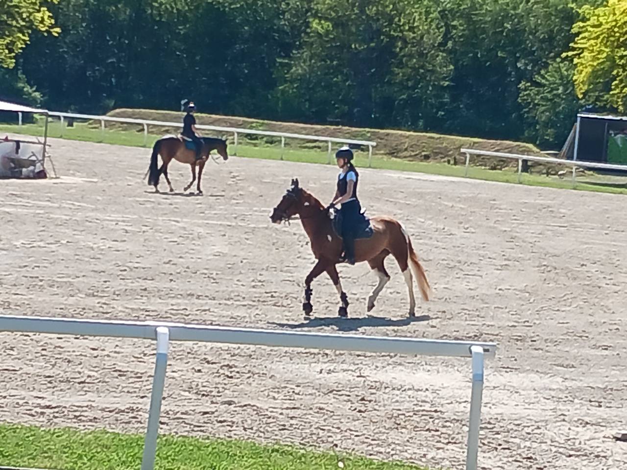 Vendita pony sportiva del 2017