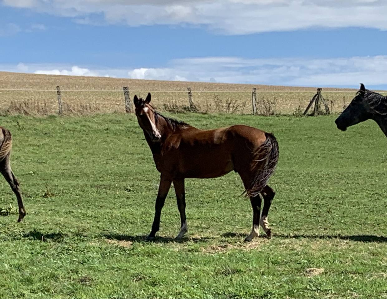 Castrone Sella Francese In vendita 2023 Baio