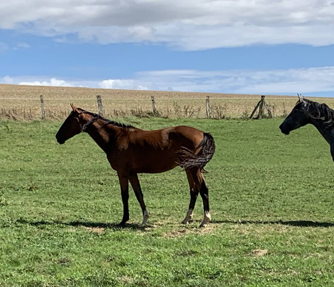 Castrone Sella Francese In vendita 2023 Baio