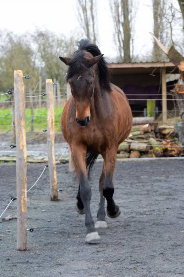 Castrone Purosangue Inglese In vendita 2016 Baio scuro