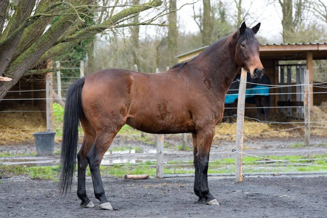 Castrone Purosangue Inglese In vendita 2016 Baio scuro