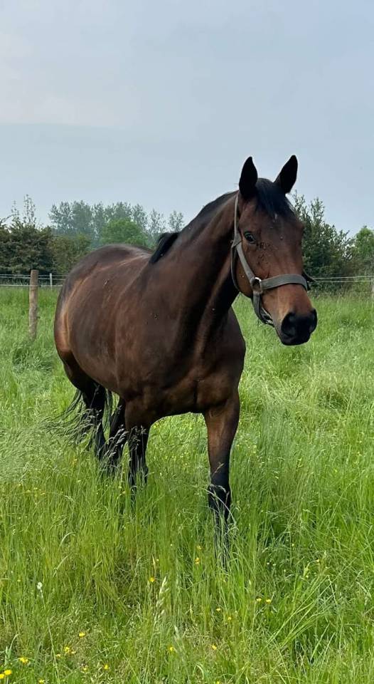 Castrone Purosangue Inglese In vendita 2016 Baio scuro