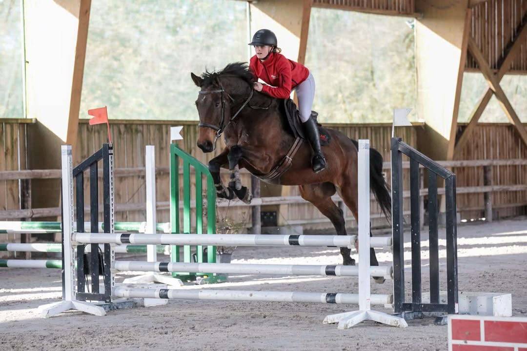 Castrone Purosangue Inglese In vendita 2016 Baio scuro