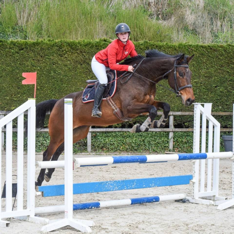 Castrone Purosangue Inglese In vendita 2016 Baio scuro