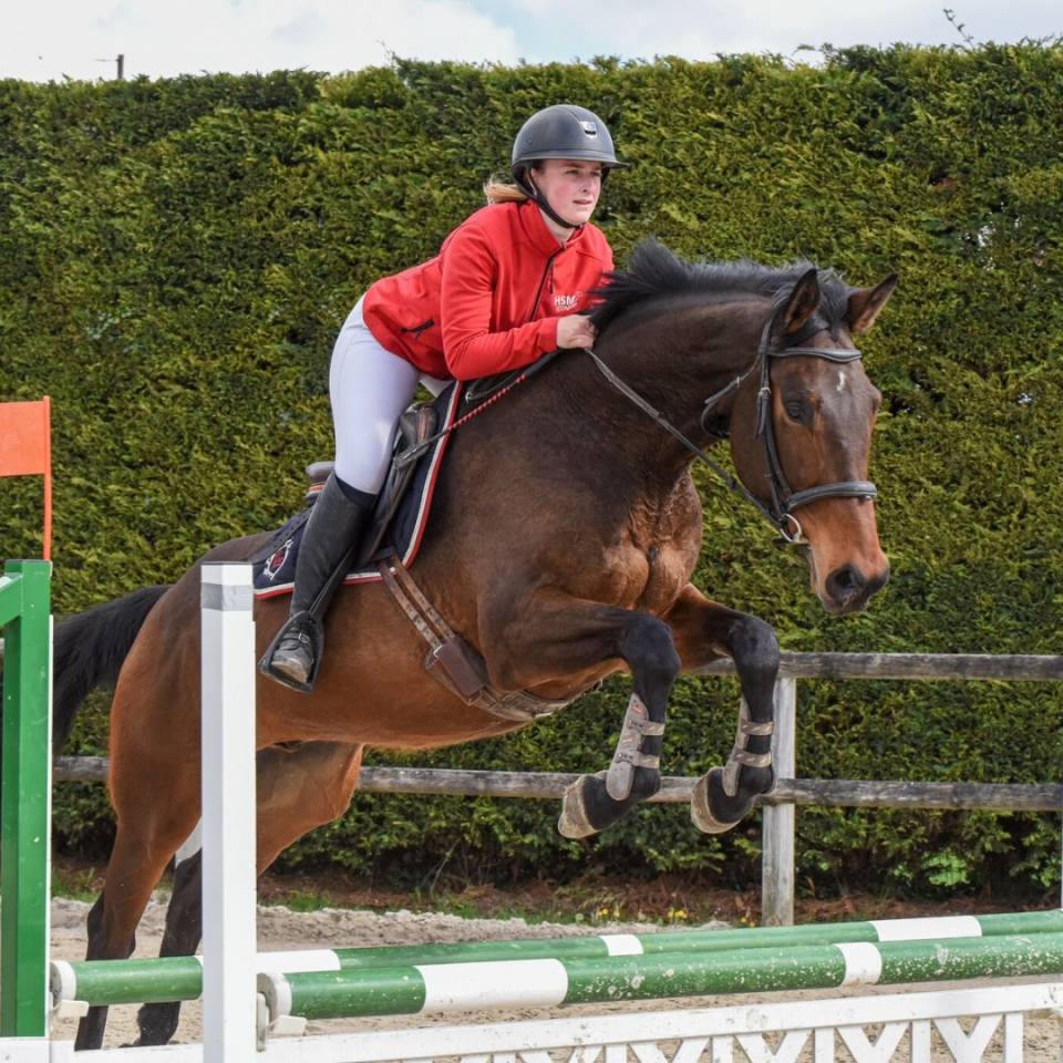 Castrone Purosangue Inglese In vendita 2016 Baio scuro