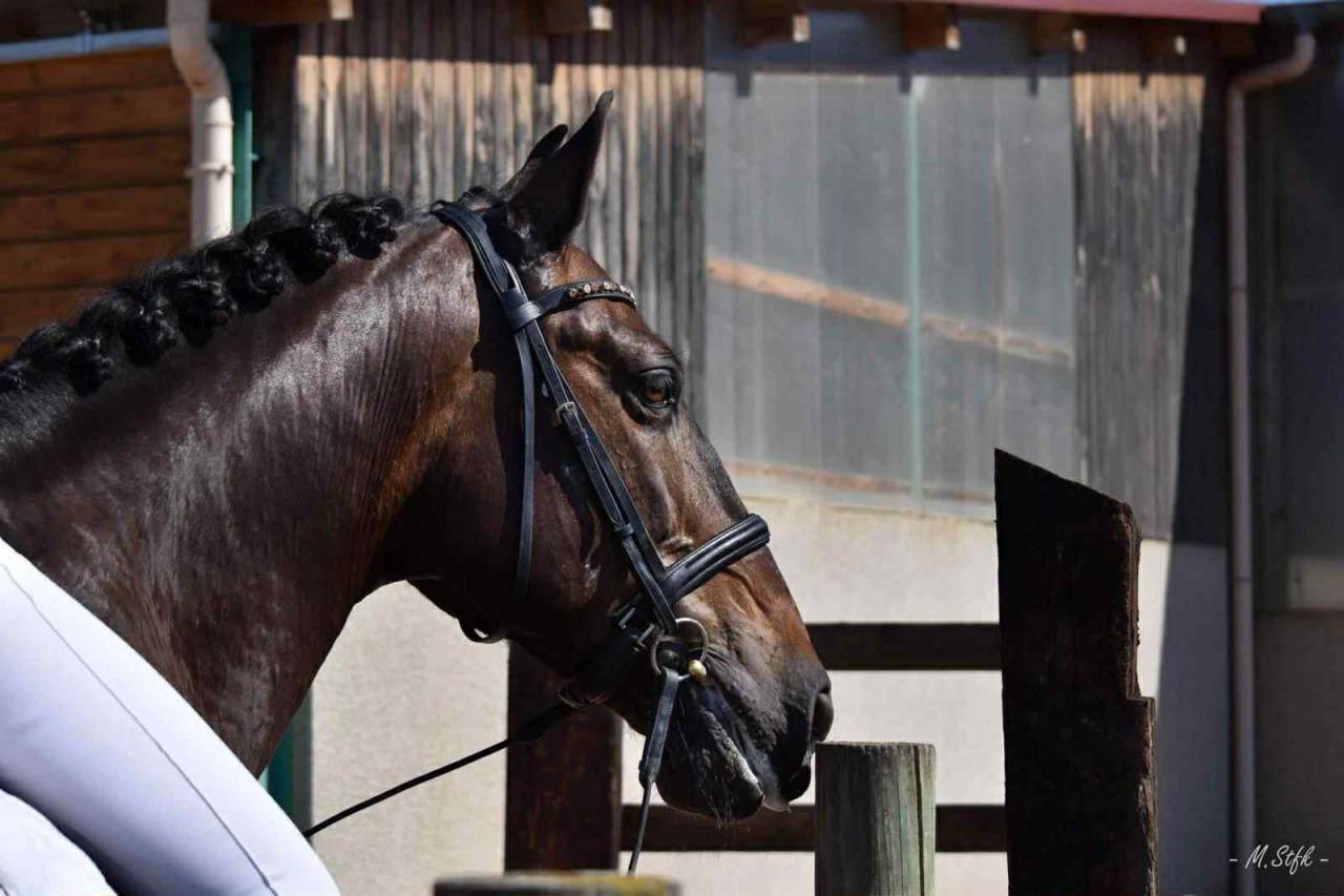 Castrone PRE Andaluso In vendita 2012 Baio scuro