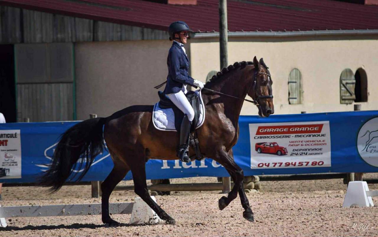 Castrone PRE Andaluso In vendita 2012 Baio scuro