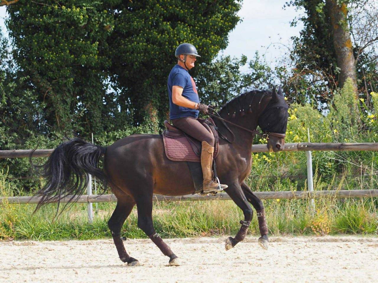 Castrone PRE Andaluso In vendita 2012 Baio scuro