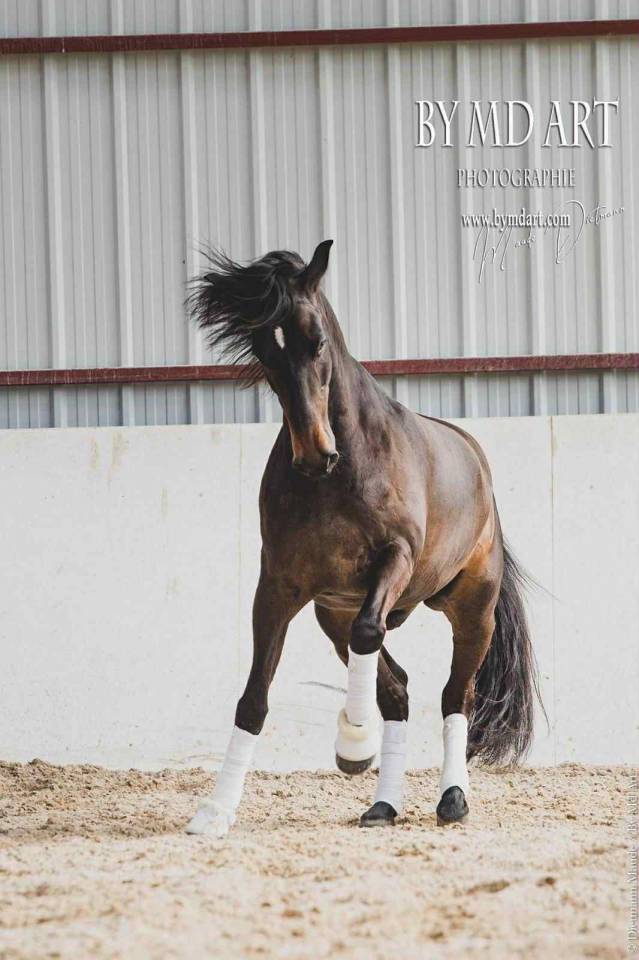 Castrone PRE Andaluso In vendita 2012 Baio scuro