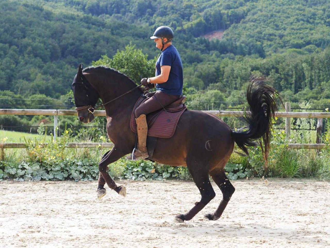 Castrone PRE Andaluso In vendita 2012 Baio scuro