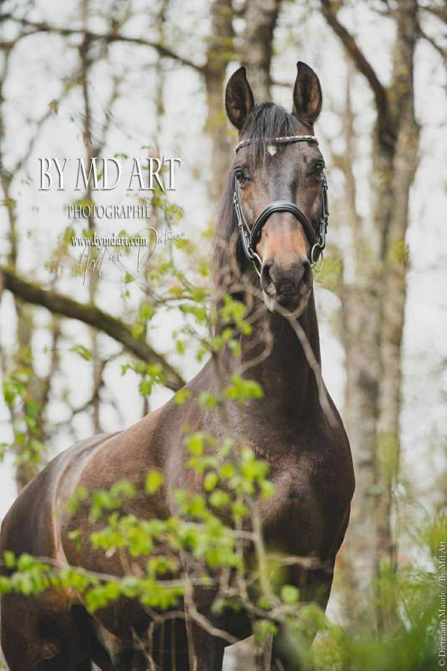 Castrone PRE Andaluso In vendita 2012 Baio scuro