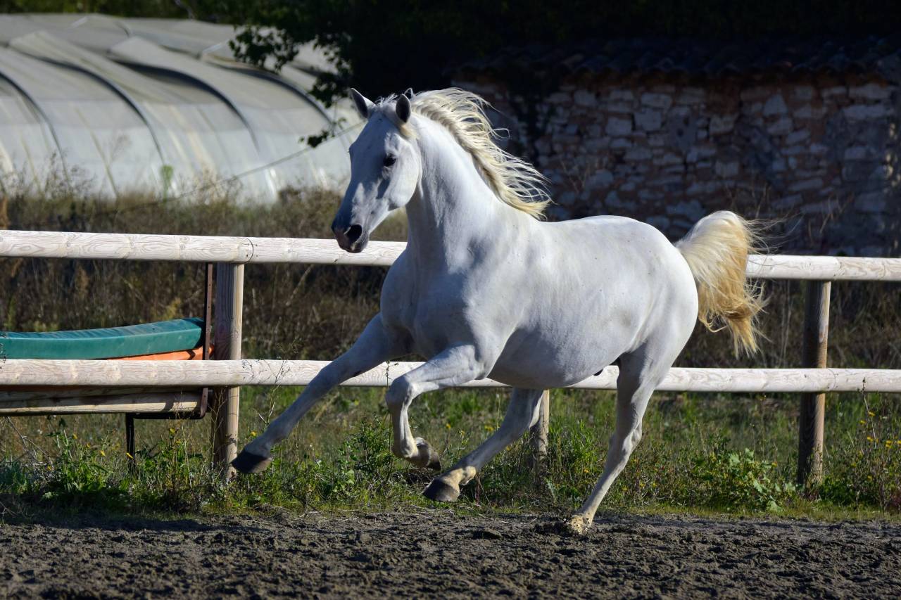 Castrone Lipizzan In vendita 2018 Grigio