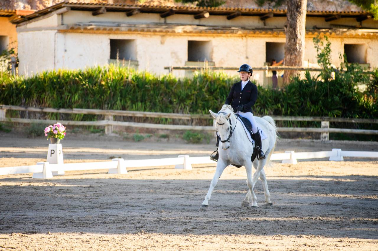 Castrone Lipizzan In vendita 2018 Grigio