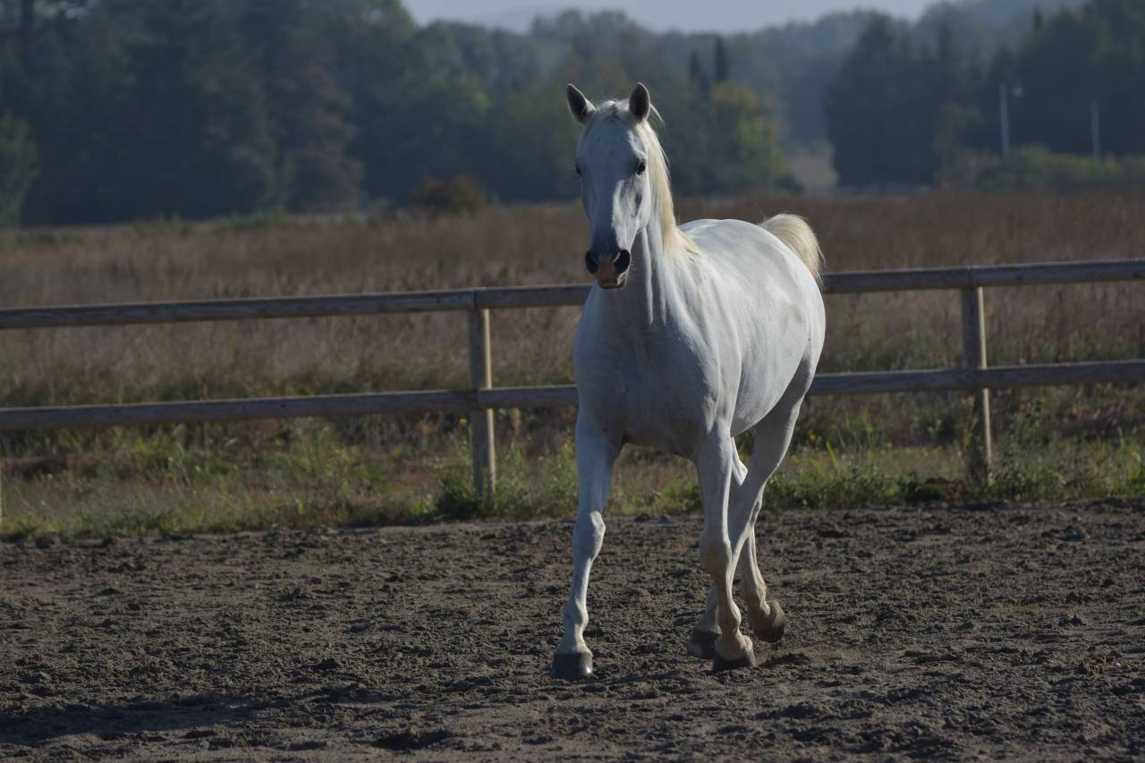 Castrone Lipizzan In vendita 2018 Grigio