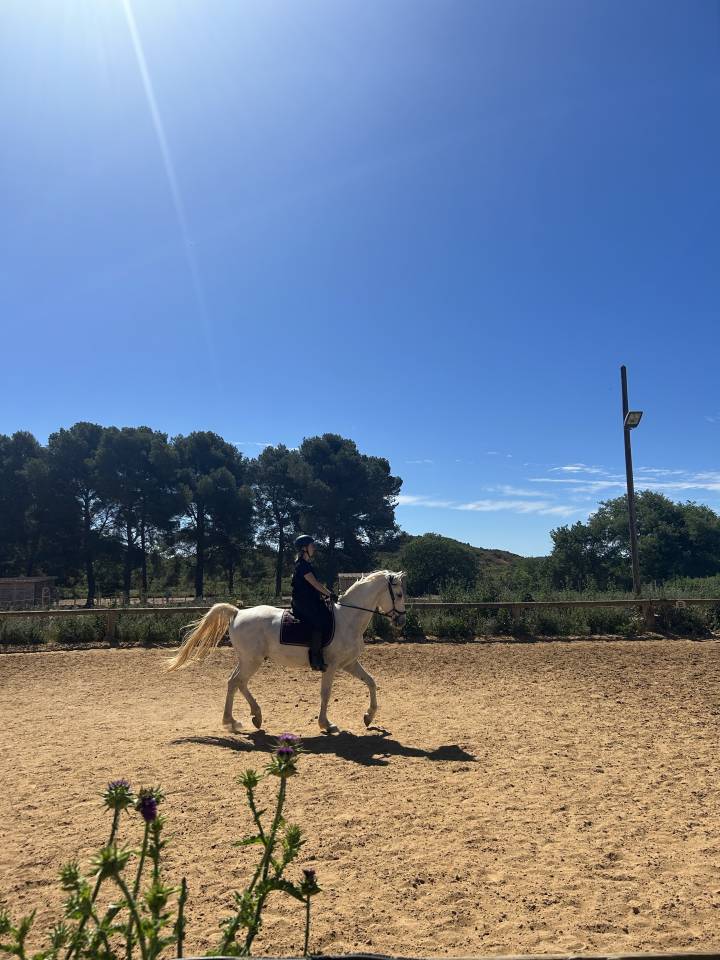 Castrone Lipizzan In vendita 2018 Grigio