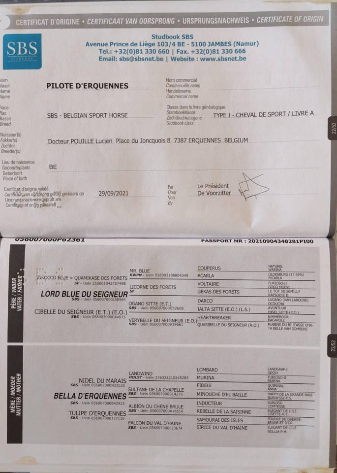 Puledro SBS da salto