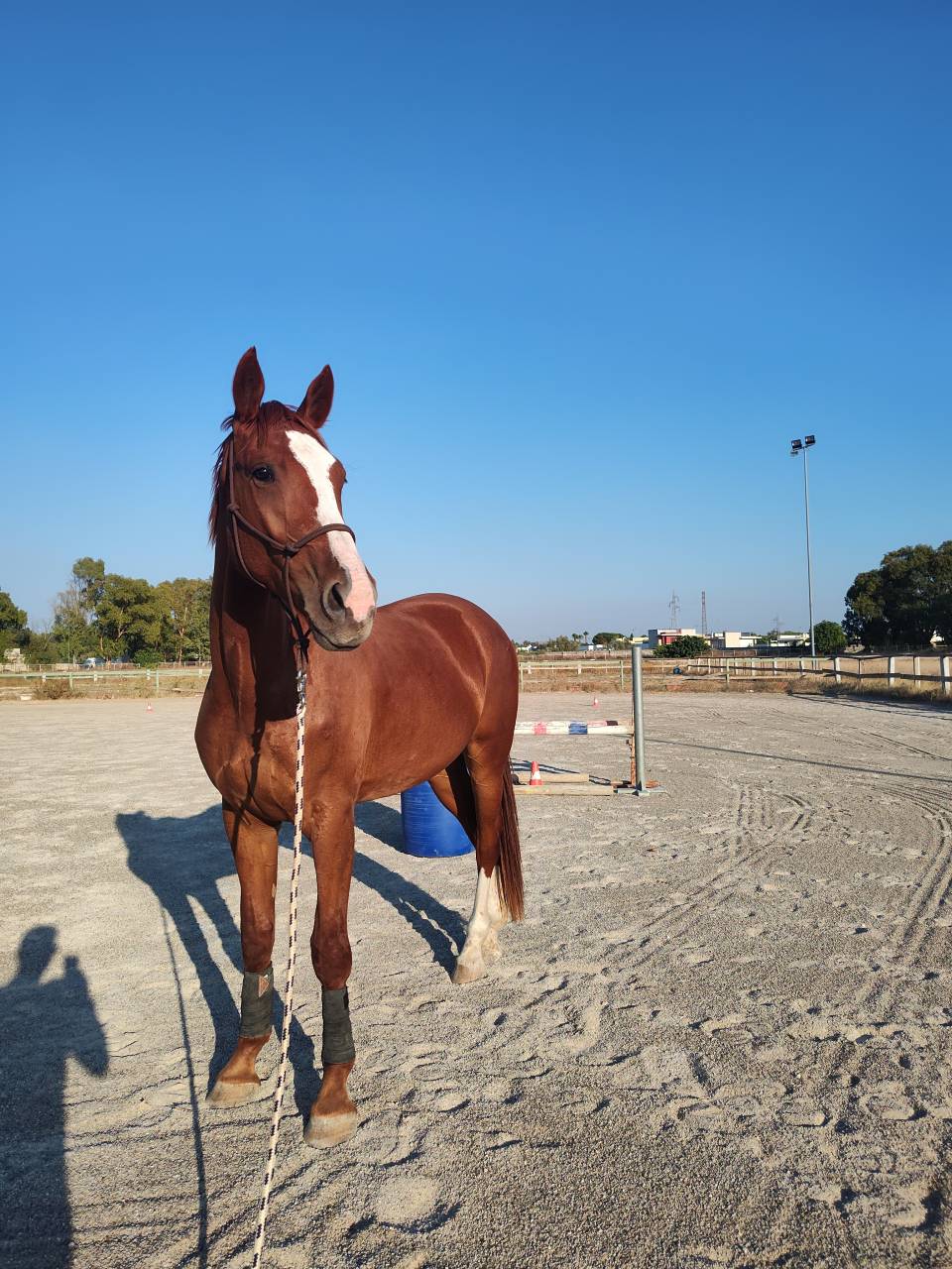 Puledro SBS da salto