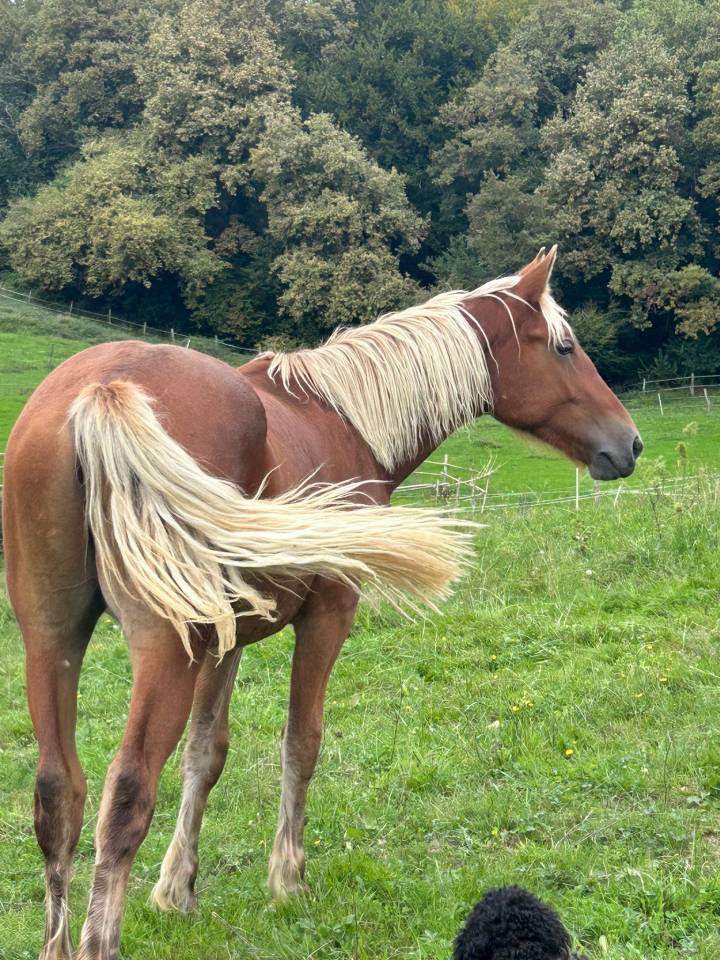 Castrone Welsh Part Bred In vendita 2024 Crine lavato ,  ti punch poupetiere