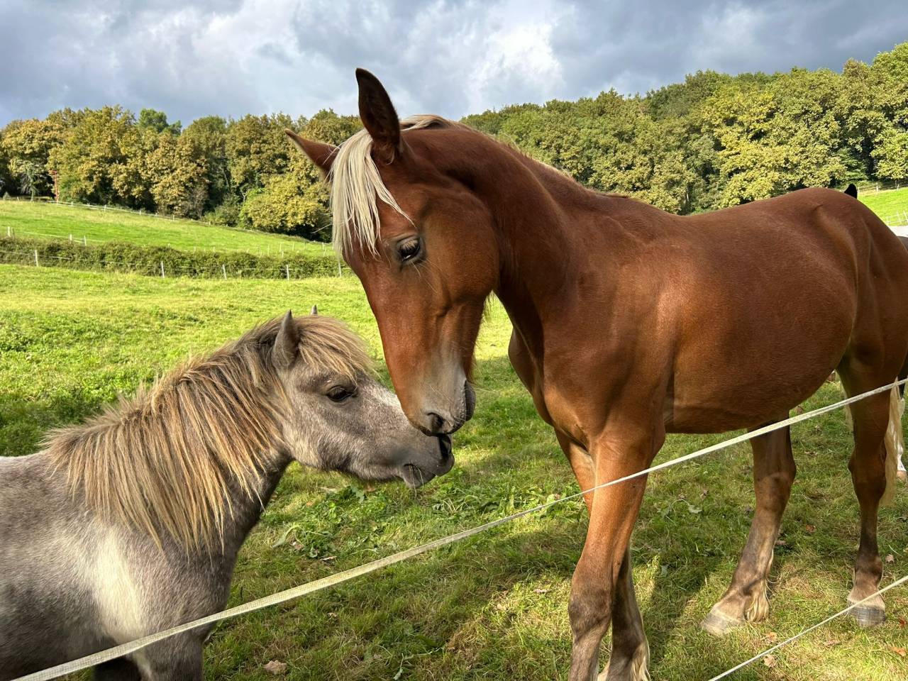 Castrone Welsh Part Bred In vendita 2024 Crine lavato ,  ti punch poupetiere