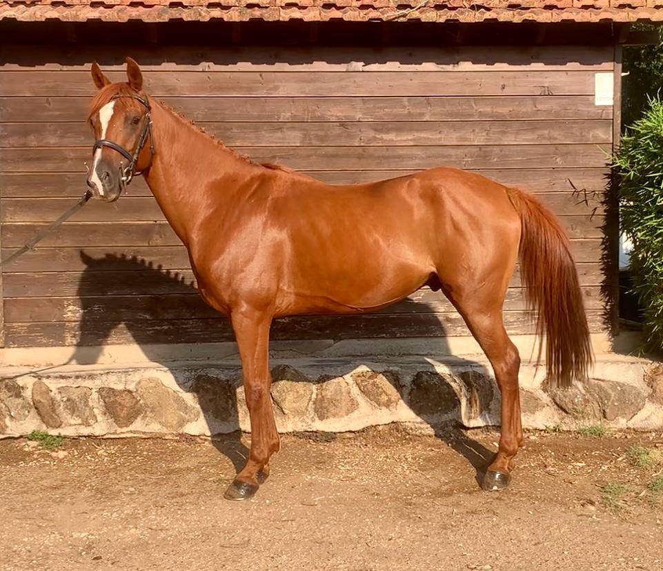 Super pony sportivo 147cm 7 anni