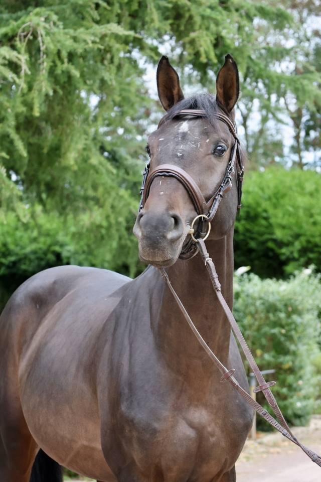 Intero Holsteiner In vendita 2020 Baio ,  Q-OXFORED QUALITY