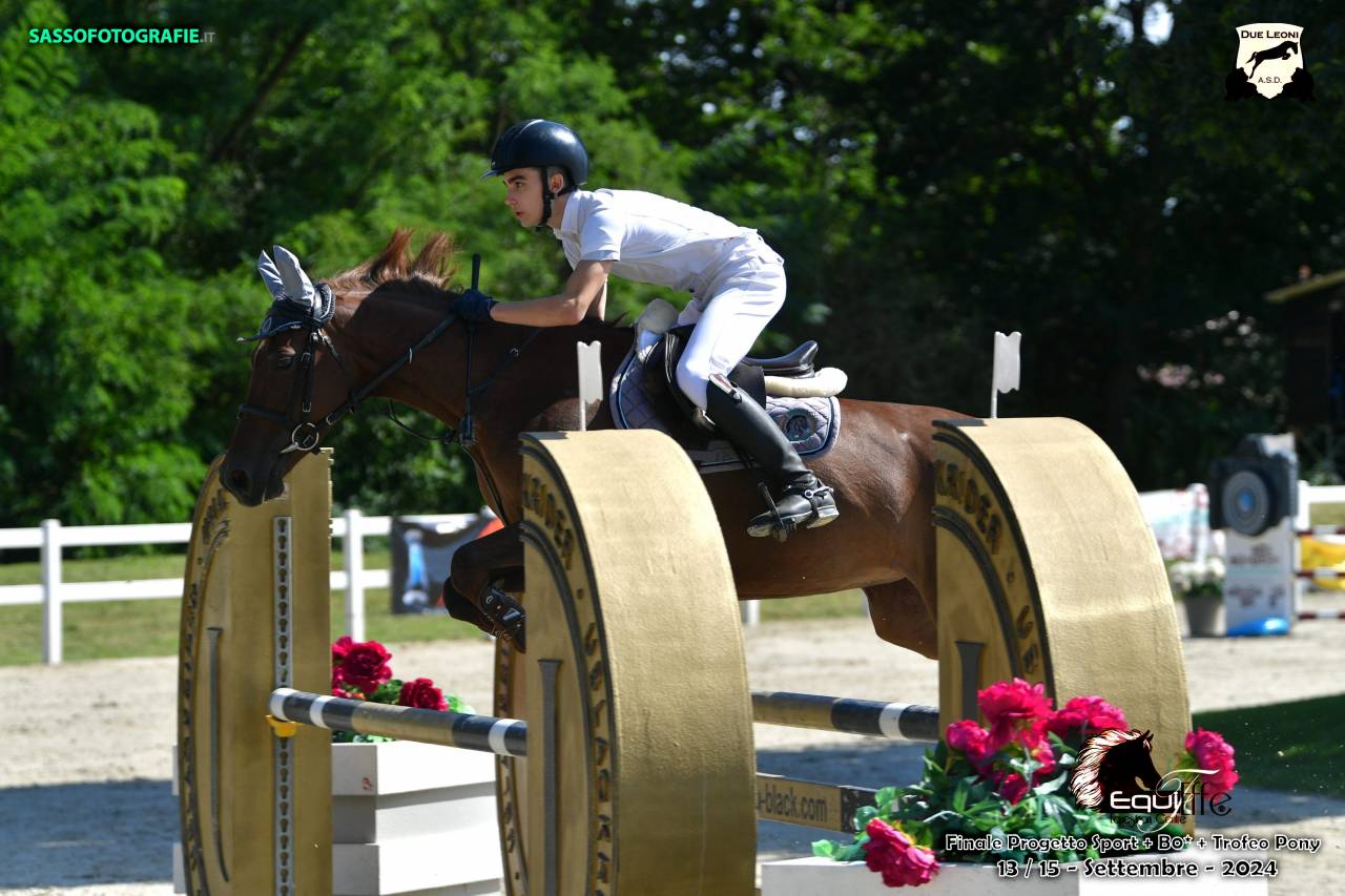 Pony francese del 2016