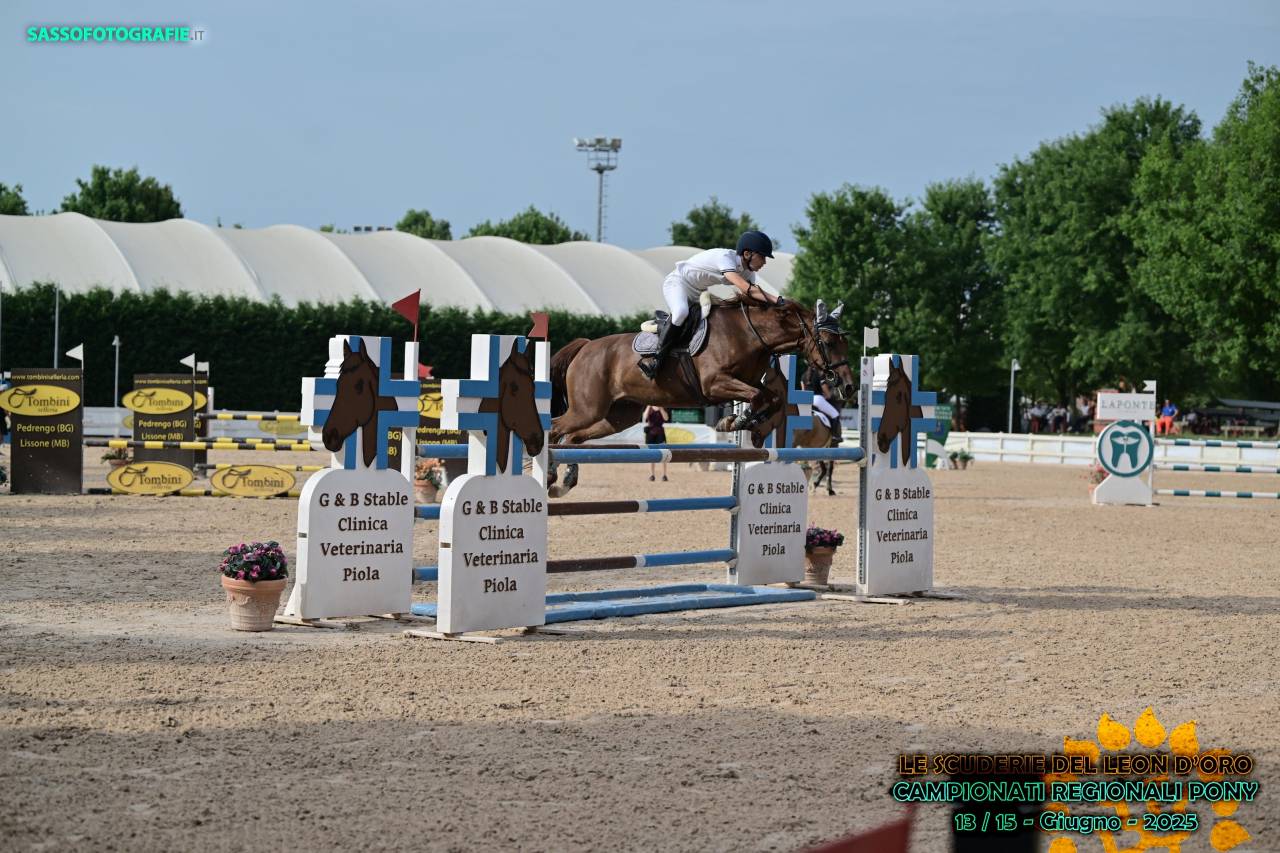 Pony francese del 2016