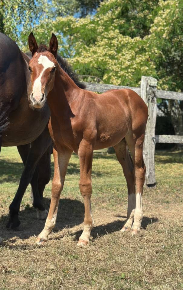 Puledro Sella Francese In vendita 2025 Baio