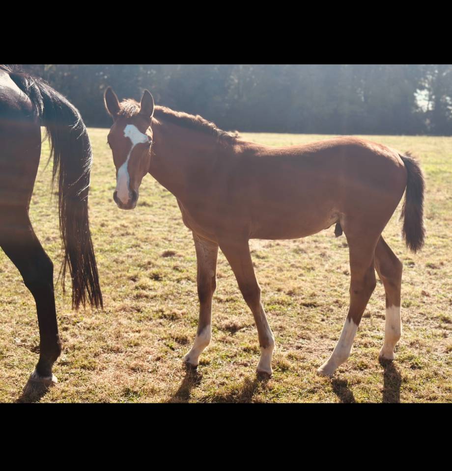 Puledro Sella Francese In vendita 2025 Baio