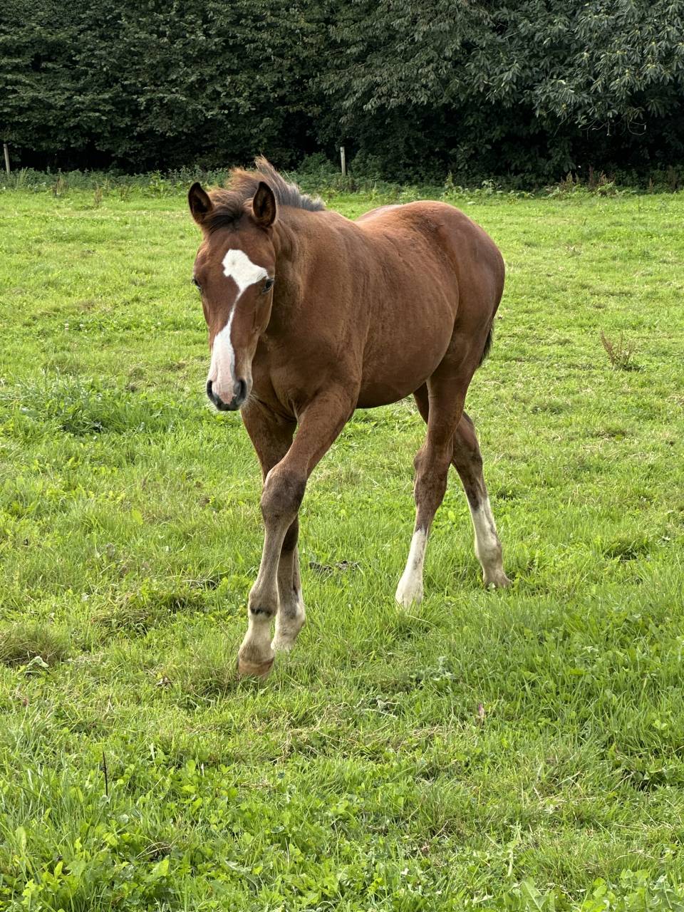 Puledro Sella Francese In vendita 2025 Baio