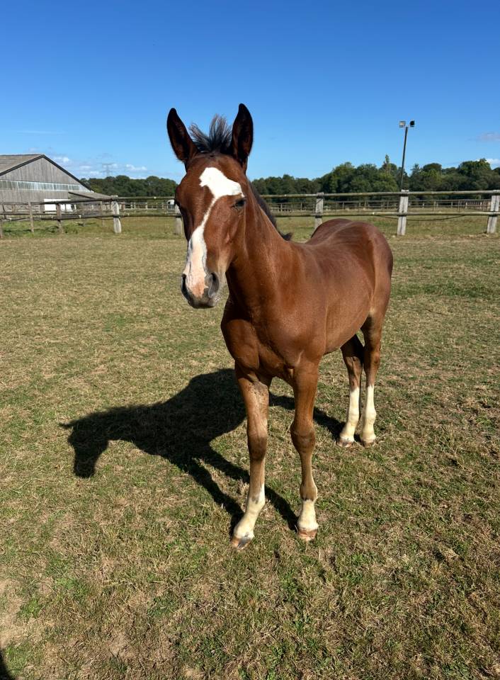 Puledro Sella Francese In vendita 2025 Baio