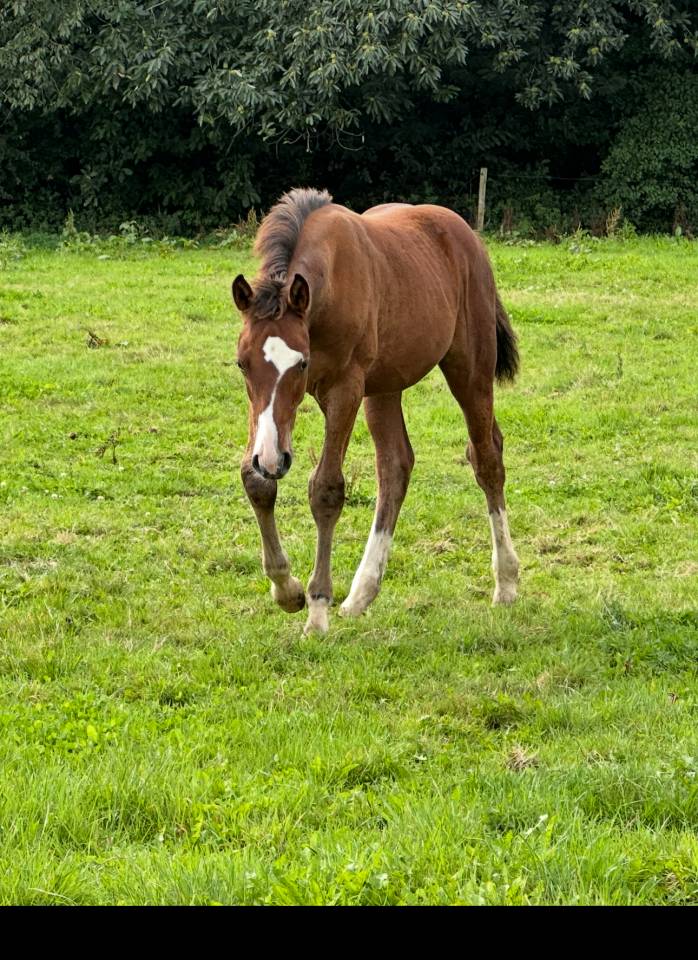Puledro Sella Francese In vendita 2025 Baio