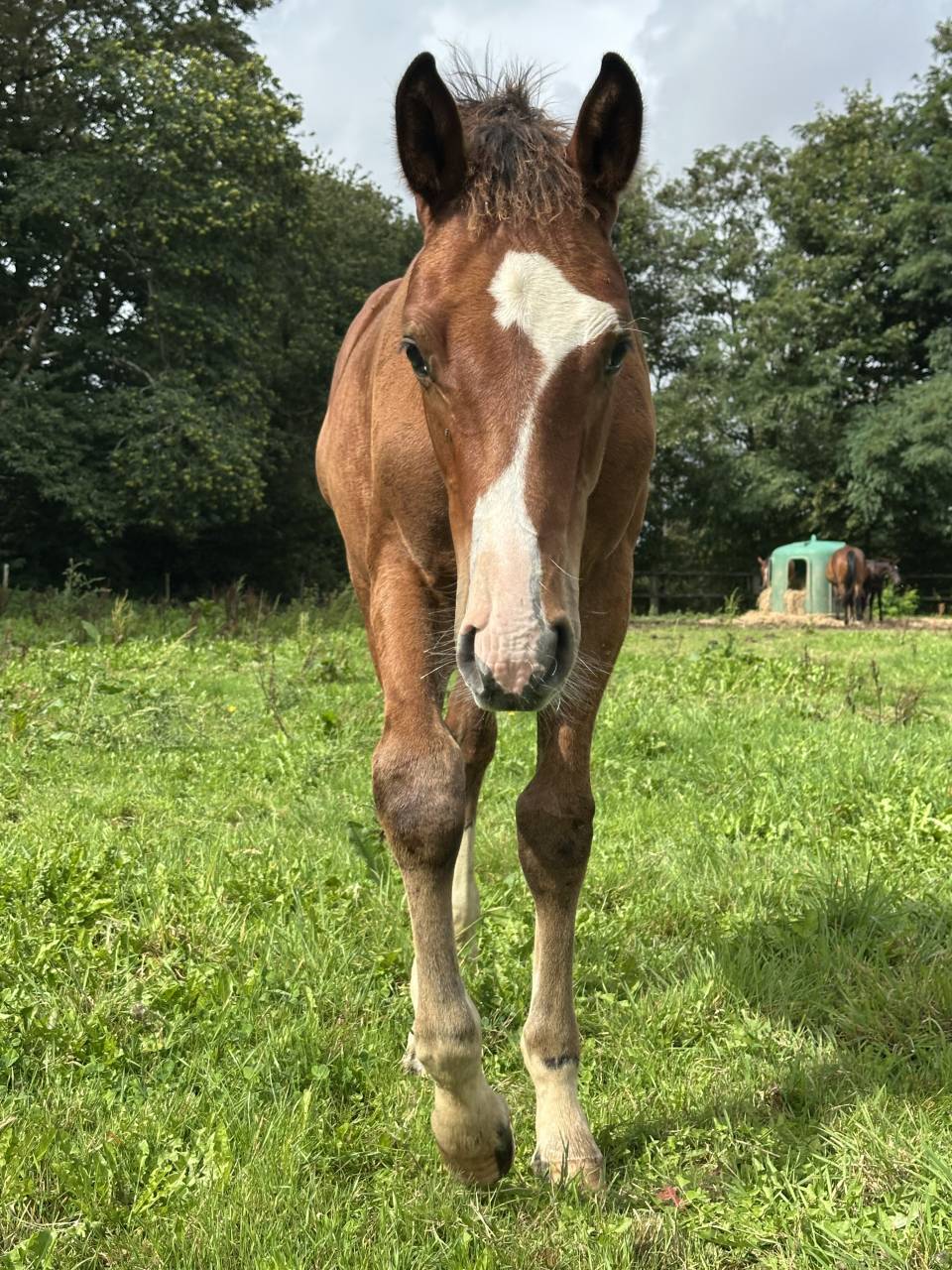 Puledro Sella Francese In vendita 2025 Baio