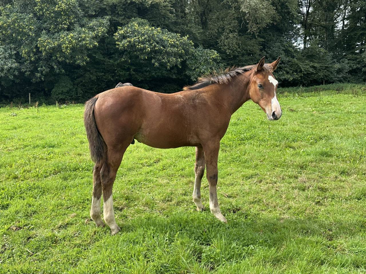 Puledro Sella Francese In vendita 2025 Baio