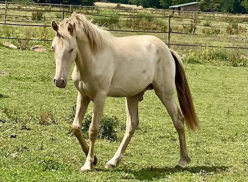 Puledro Origine non conosciuta  In vendita 2024 Champagne