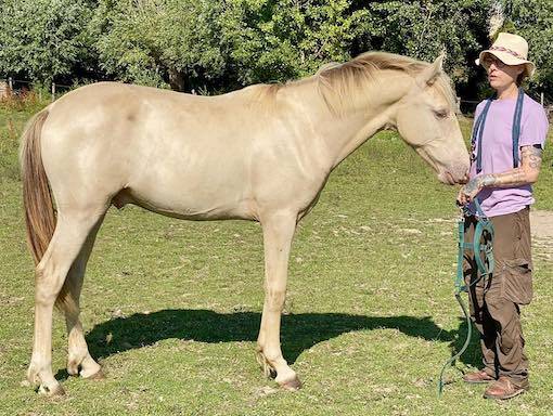 Puledro Origine non conosciuta  In vendita 2024 Champagne